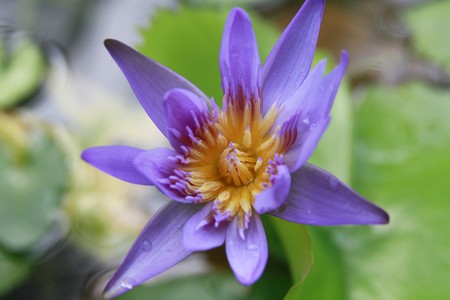 Lotus violet.の写真素材