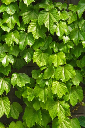  Green leavesの写真素材
