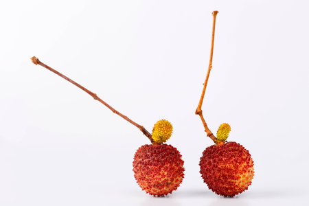 lychee on white backgroundの写真素材