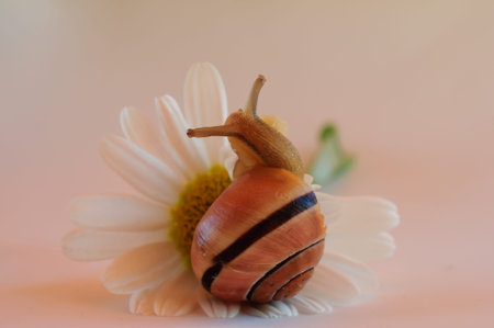 snailの写真素材