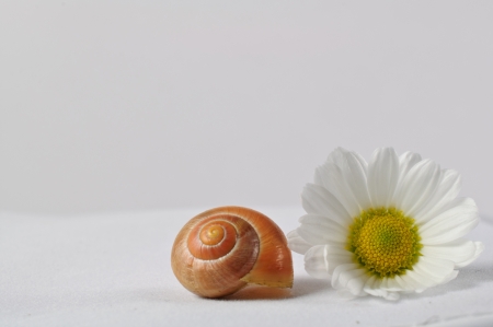 snail and flower on white back groundの写真素材