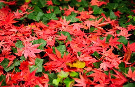 autumn color の写真素材