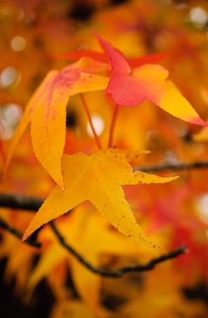 autumn color の写真素材