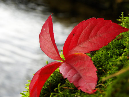 autumn color 