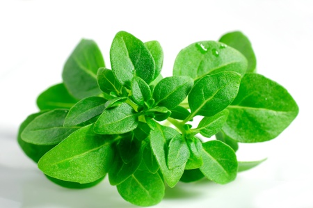 fresh Basil の写真素材