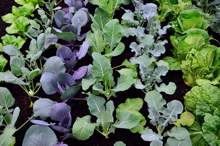 BIO  fresh Vegetable on garden in springtimeの写真素材