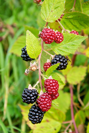blackberryの写真素材