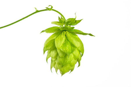 close up of Fresh green hops