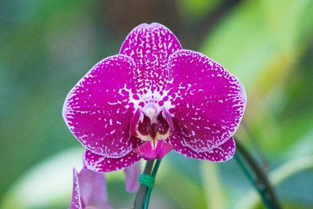 pink Orchids on blurry backgroundの写真素材