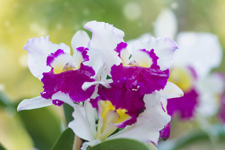 Cattleya Orchids on blurry backgroundの写真素材