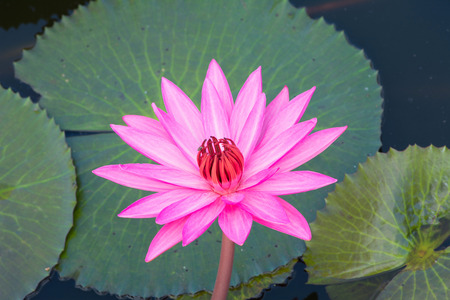 pink Water lily in the pondの写真素材