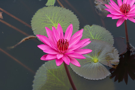 pink Water lily in the pondの写真素材