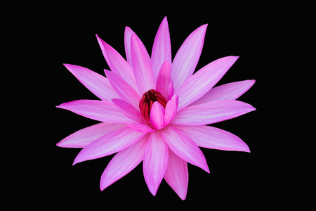 pink Water lily isolated  on blackの写真素材