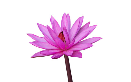 pink Water lily  isolated on whiteの写真素材