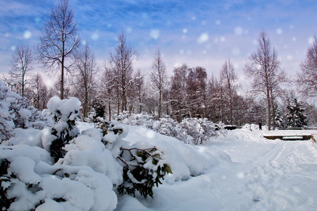 Beautiful park in winter landscape with snow coveredの写真素材