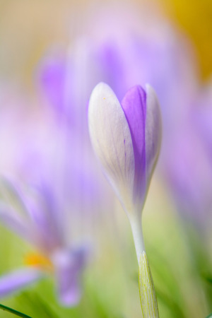 shallow focus Blooming violet crocusesの写真素材