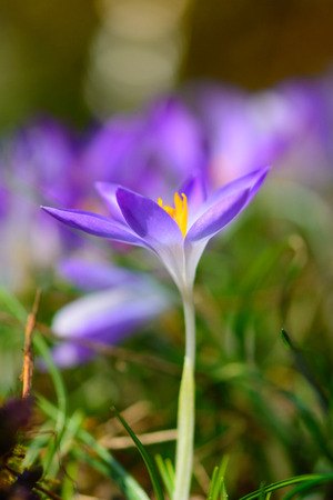 shallow focus Blooming violet crocusesの写真素材