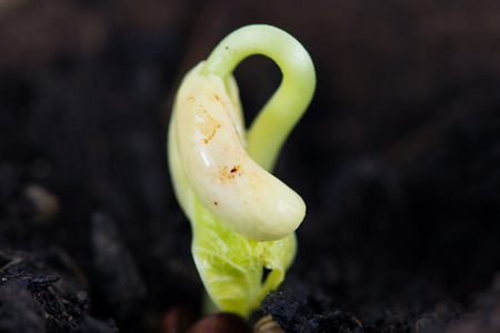 bean Sprout Growing From Seed On Dark Black Soilの写真素材
