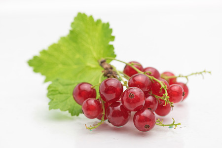 organic fresh delicious redcurrant berryの写真素材