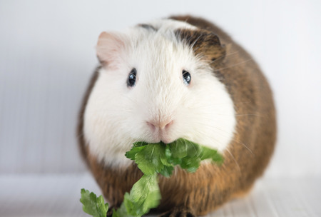closeup of guinea pigの写真素材