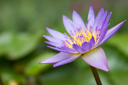beautiful lotus flower is complimented by the rich colors of the deep blue water surface.の写真素材