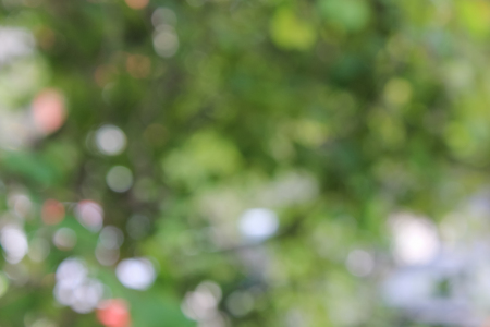 Defocus nature green bokeh, Defocused abstract nature background with green leaves and bokeh lights.の写真素材