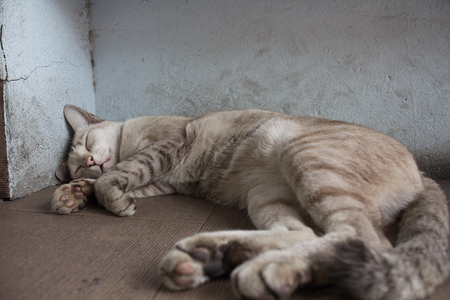 A gray Cat sleeping on the streetの写真素材