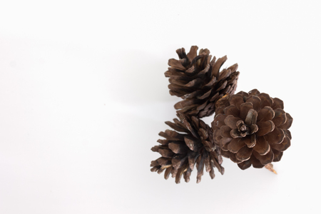 cones various coniferous trees isolated on whiteの写真素材