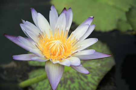beautiful lotus flower is complimented by the rich colors of the deep blue water surface.の写真素材