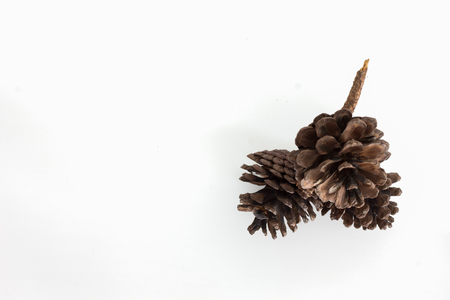 cones various coniferous trees isolated on whiteの写真素材