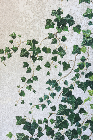 The wall of the castle palace overgrown with ivy plantsの写真素材