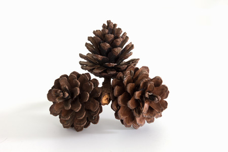 cones various coniferous trees isolated on white backgroundの写真素材