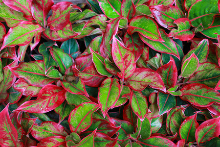Colourful plants for garden decoration,Aglaonema leavesの写真素材