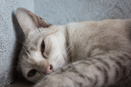 A gray Cat sleeping on the streetの写真素材