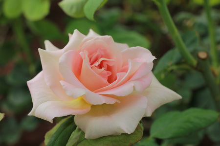close up Beautiful pink rose in a gardenの写真素材