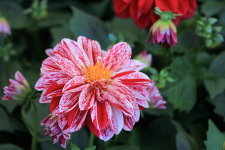 Beautiful white pink chrysanthemum flower in the autumn gardenの写真素材