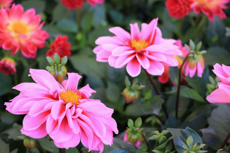 Beautiful white pink chrysanthemum flower in the autumn gardenの写真素材