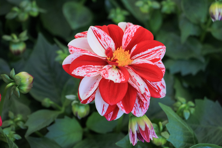Beautiful white pink chrysanthemum flower in the autumn gardenの写真素材