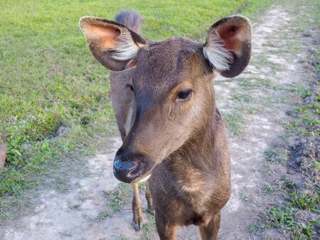 Female Deer in a forestの写真素材