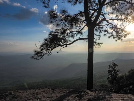 silhouette pine tree sunset mountainの写真素材