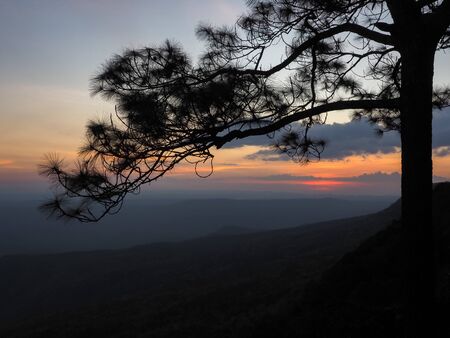 silhouette pine tree sunset mountainの写真素材