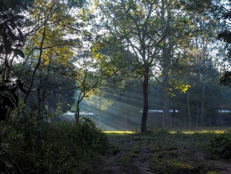 Forest road in a green foggy forest with sun raysの写真素材