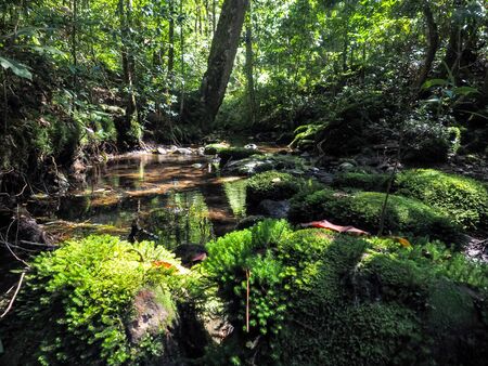 Mountain River with forest landscape. waterfall scenery in the middle of green forestの写真素材