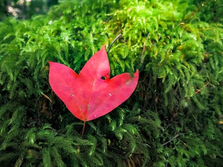 Red maple leaf on green mos.の写真素材
