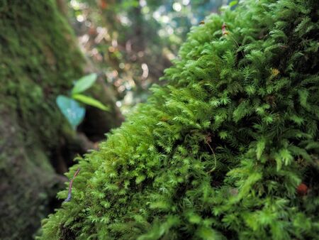 Green mos background,Stone With Green Mos,の写真素材