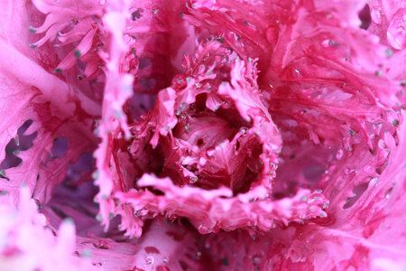 Close up a fancy cabbage with daw for backgroundの写真素材