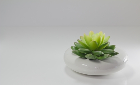 White potted plants の写真素材