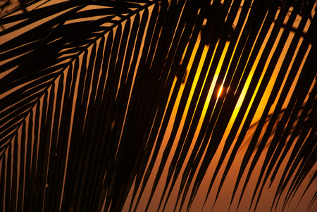 silhouette of sunset through tropical palm tree leaves.の写真素材