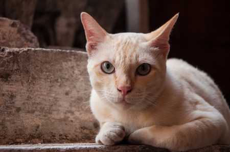 small cat with soft fur. Thai cat wait for someone.の写真素材