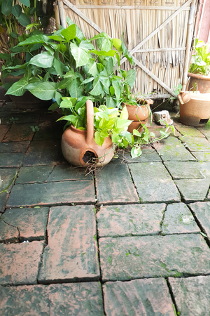 Green plants in a pot with old brick floor.の写真素材